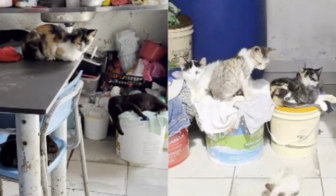 Família pede ajuda para retirar idosos de casa com lixo e animais em Arapiraca