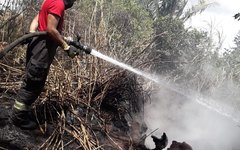 Incêndio atinge vegetação na Santa Amélia