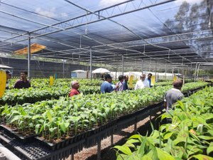 Adeal e produtores de banana de Igreja Nova e Coruripe realizam visita técnica em Sergipe