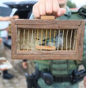 [Vídeo] FPI resgata 26 animais silvestres vítimas de maus-tratos em feira livre na zona rural de Palmeira