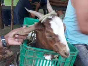 Bode vai ?disputar? prefeitura com única candidata em município do Ceará