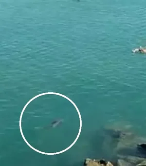 Sem perceber, banhista nada ao lado de tubarão em praia de Fortaleza