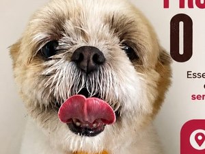 Procura-se dono de cachorro encontrado no bairro Esmeralda, em Arapiraca
