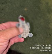 Filhotes de tartarugas morrem após desorientação causada por fotopoluição em praia de Maceió