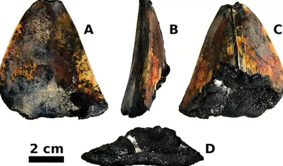 Cientistas encontram dente de tubarão gigante preservado no Pacífico