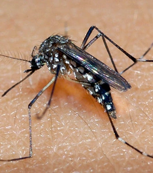 Alagoas registra quinta morte por dengue, segundo o Ministério da Saúde