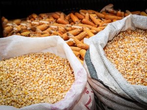 Planta Alagoas: Arapiraca abre inscrições para o programa de aquisição de sementes