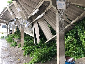 Terminal de ônibus da Santa Amélia é interditado após queda de árvore