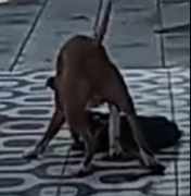 Pitbull solto mata cachorro de menor porte em Palmeira dos Índios
