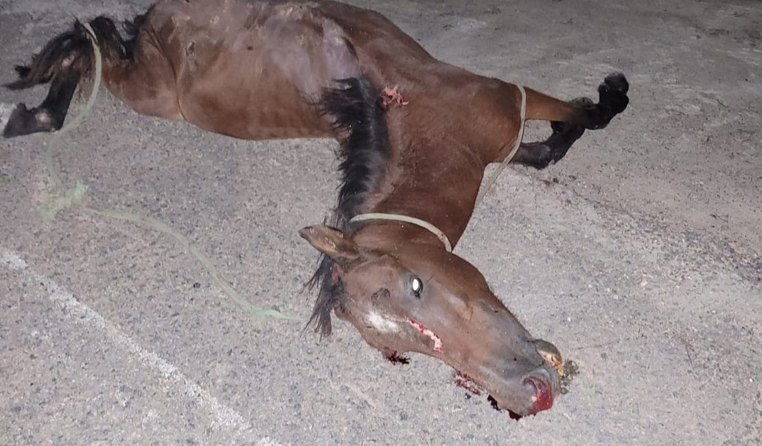 Carro colide com cavalo na estrada de Pindorama