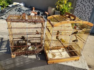 Mais de 180 pássaros foram apreendidos durante “ Curupira 11”