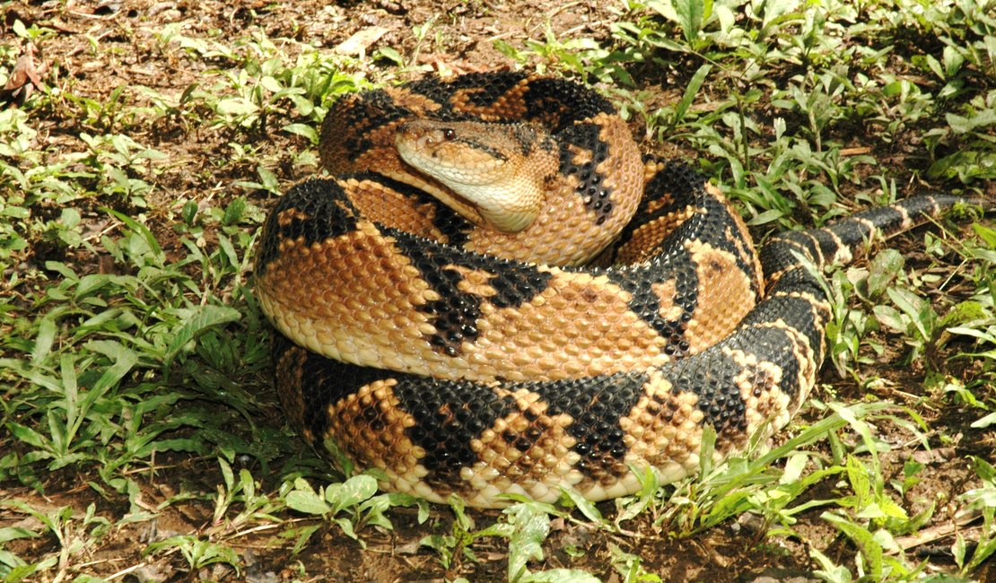 As 10 cobras mais venenosas do mundo
