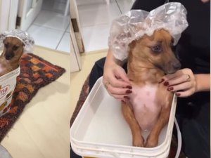 [Vídeo] SPA canino: cachorrinha viraliza ao tomar banho em balde e receber massagem relaxante