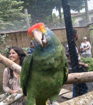Alagoas recebe mais de sessenta papagaios ameaçados de extinção