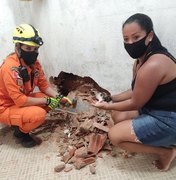 Bombeiros salvam gato preso entre paredes em Porto Calvo