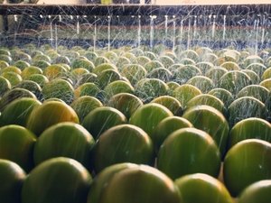 Produtos dos APLs serão degustados por representantes de bares e restaurantes