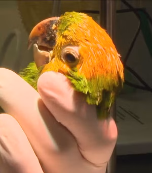 Maritacas são pintadas como papagaios para valer mais no tráfico de animais no RJ