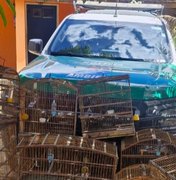 Operação da PM em Ibateguara apreende armas de fogo, munições e aves silvestres