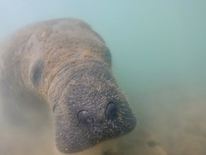 Laudos sobre mortes de peixes-bois em Porto de Pedras apontam contaminação