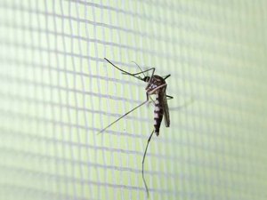 Chuvas deixam alerta para novos casos de dengue