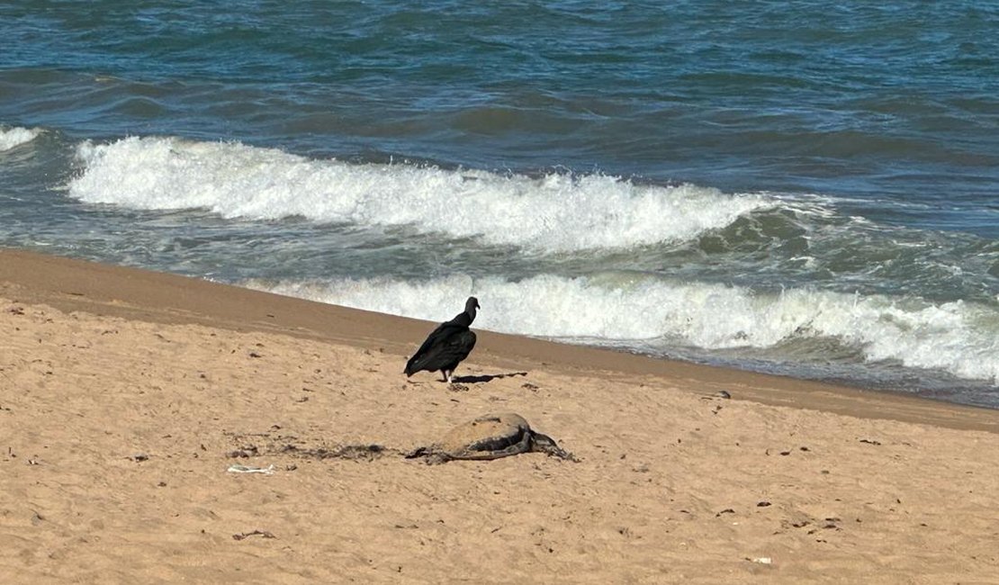 Tartaruga morta é encontrada na praia de Cruz das Almas