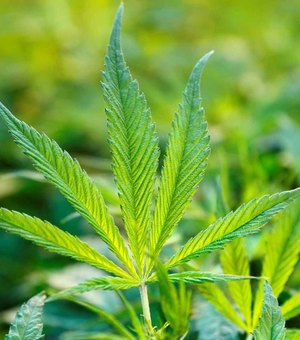Regra sobre cannabis é 'excludente e elitizante', diz especialista