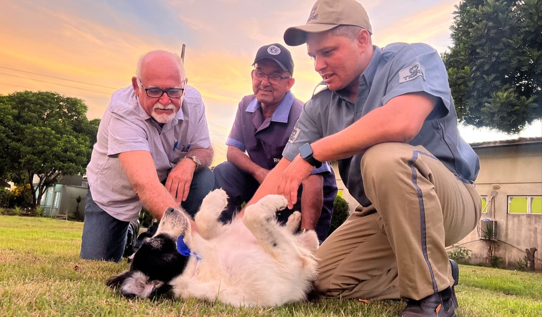 Raízes de Arapiraca conta a emocionante jornada do cachorro Gigante no Hospital de Emergência
