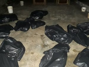 Após denúncia de maus-tratos, 25 cachorros mortos são encontrados no Paraná 