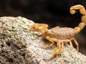 Em 2023, não houve caso de morte causada por picada de escorpião em AL