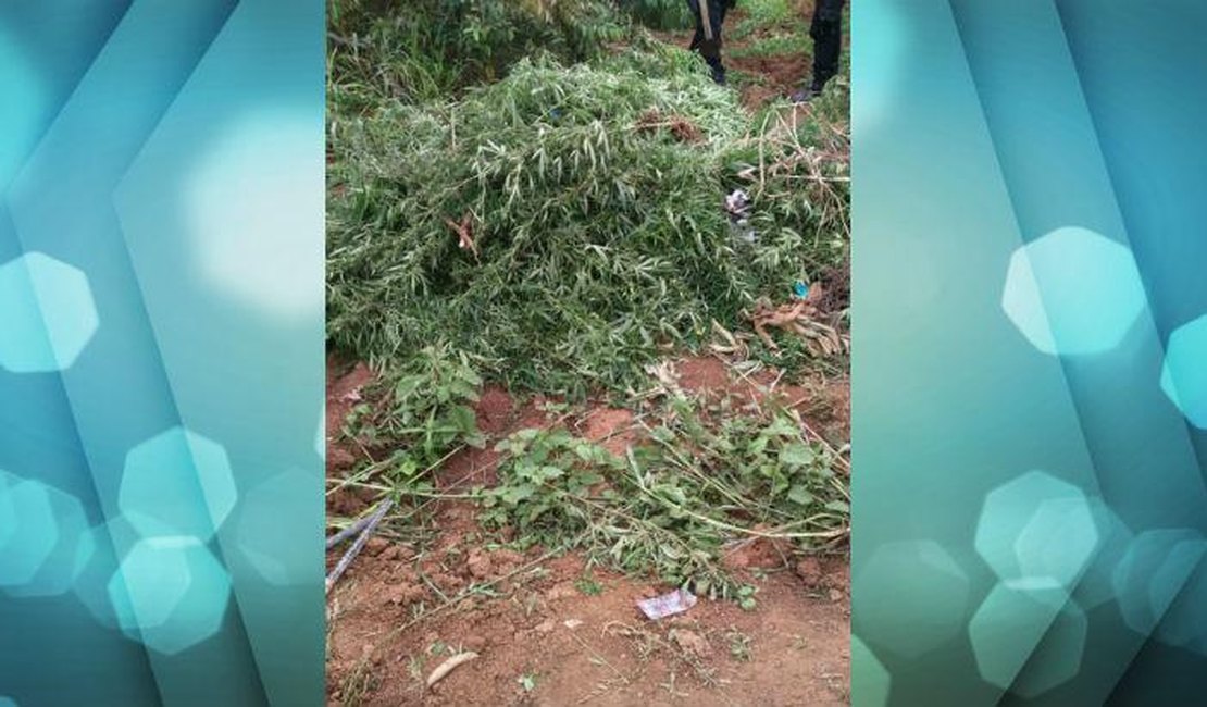 PM erradica cerca de 1500 pés de maconha no Sertão Pernambucano