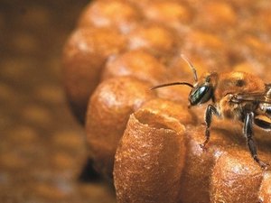 Curso disseminará técnicas de criação de abelhas sem ferrão no Estado