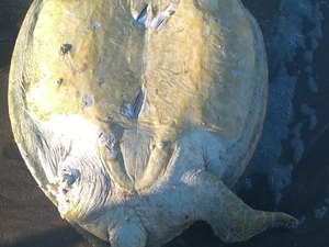 Tartaruga marinha é encontrada mutilada em praia de Ipioca 