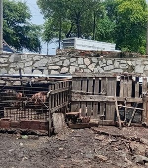 Vigilância Sanitária notifica pocilgas clandestinas no bairro da Levada