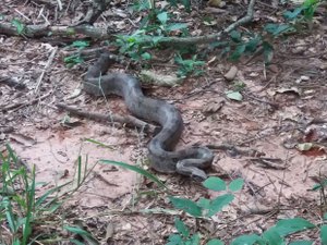 Cobra é achada dentro de residência em União dos Palmares