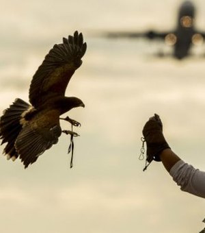 A arte milenar que ensina falcões a prevenir acidentes aéreos