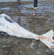 Filhote de baleia com marcas de mordida de tubarão é encontrado morto em Piaçabuçu