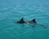 Golfinhos encantam turistas durante passeio às piscinas naturais de Maragogi