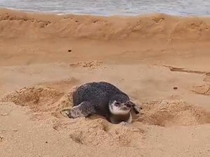 Pinguim é encontrado e resgatado na Praia do Gunga, em Roteiro