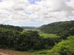 Mata Atlântica: AL perde no último ano área equivalente a seis campos de futebol