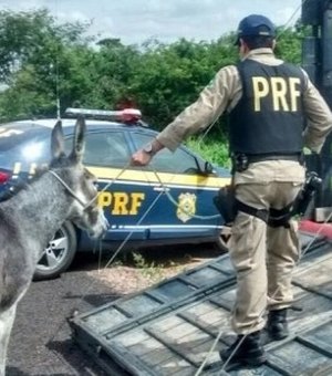 Para conter acidentes em rodovias, governo da Bahia abate 300 jumentos