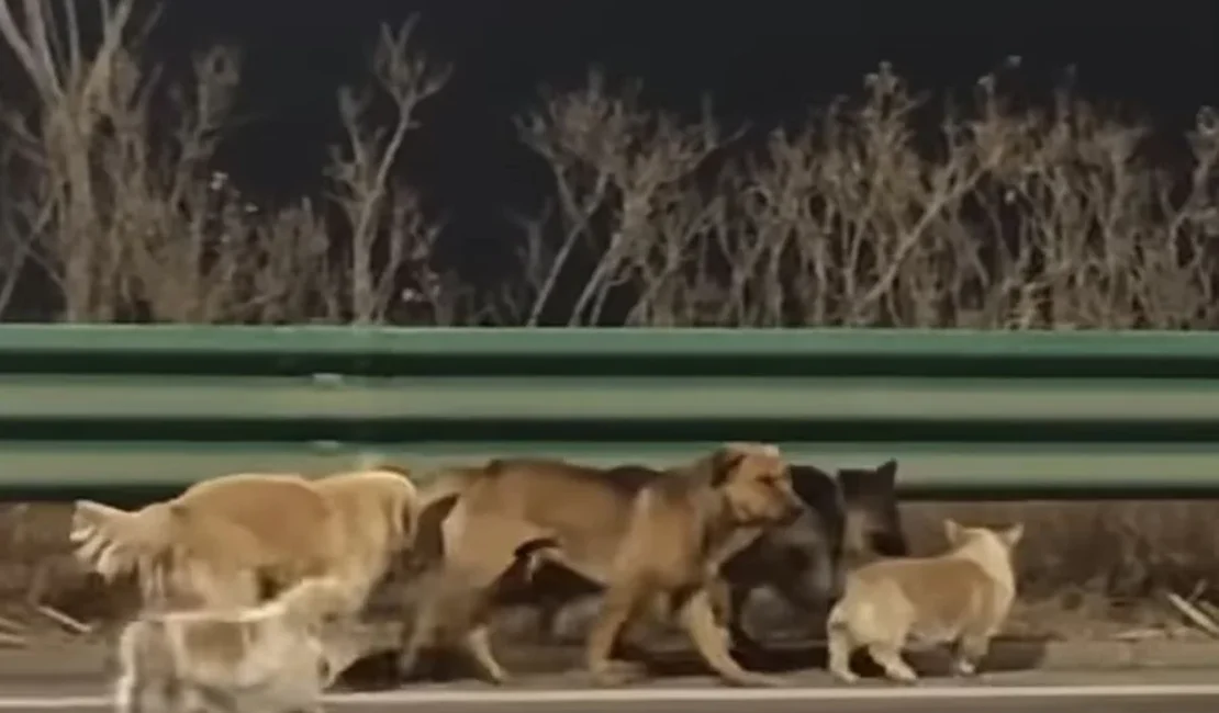 Fuga heroica: 7 cães roubados percorrem 17 km para voltar ao lar