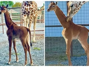 'Única no mundo': rara girafa sem manchas nasce em zoológico dos EUA