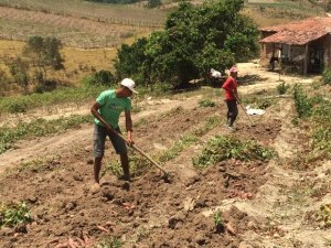 Garantia Safra atende cerca de 21 mil agricultores de Alagoas