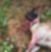 Nove ovelhas morrem após ataque de cães em Palmeira dos Índios
