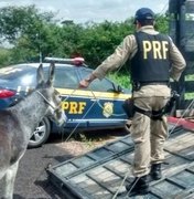 Para conter acidentes em rodovias, governo da Bahia abate 300 jumentos