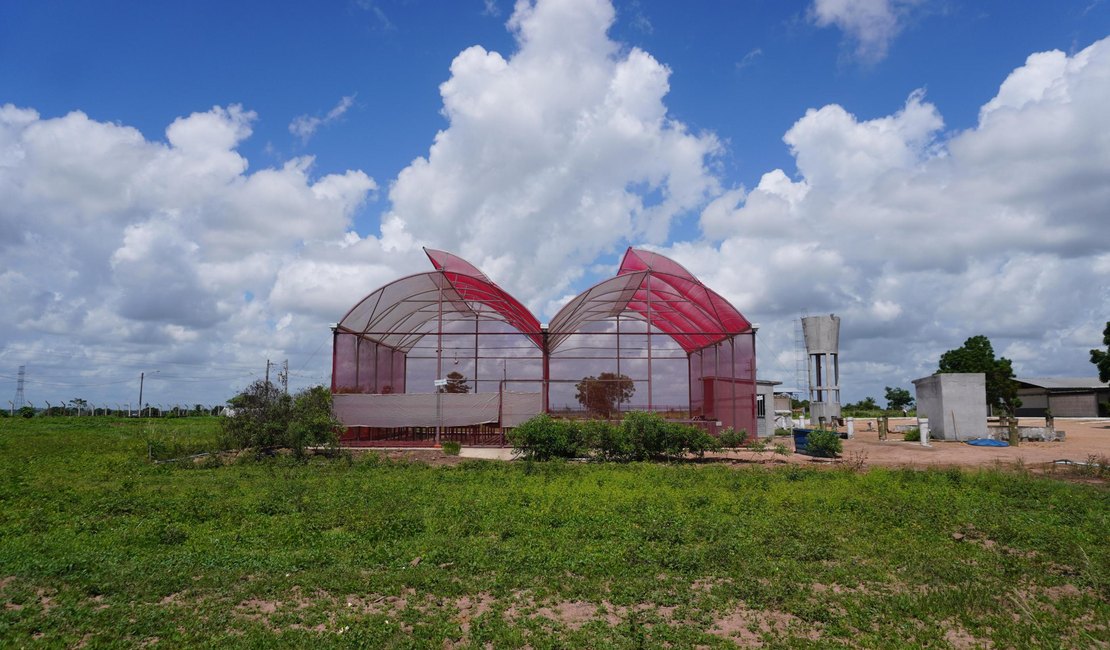 Projeto desenvolvido no Polo Tecnológico Agroalimentar de Arapiraca recebe selo da ONU