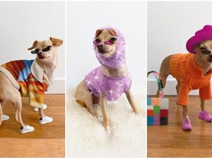 Cachorrinha influencer de moda lança marca de acessórios para humanos