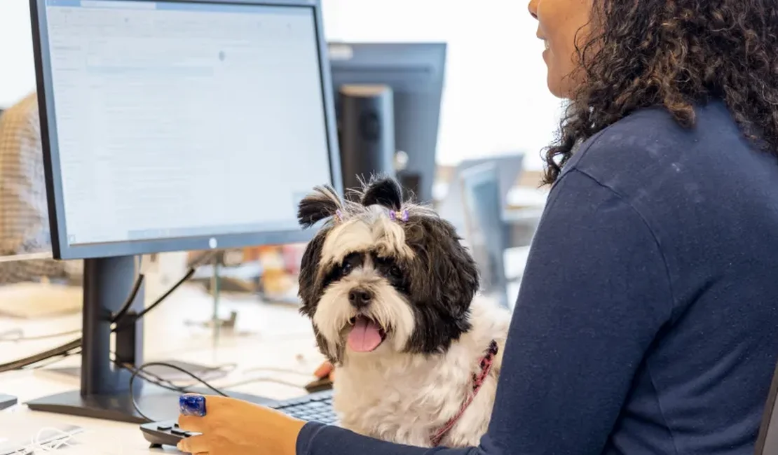Pets agora “batem ponto” em empresas que incentivam presença de animais no trabalho