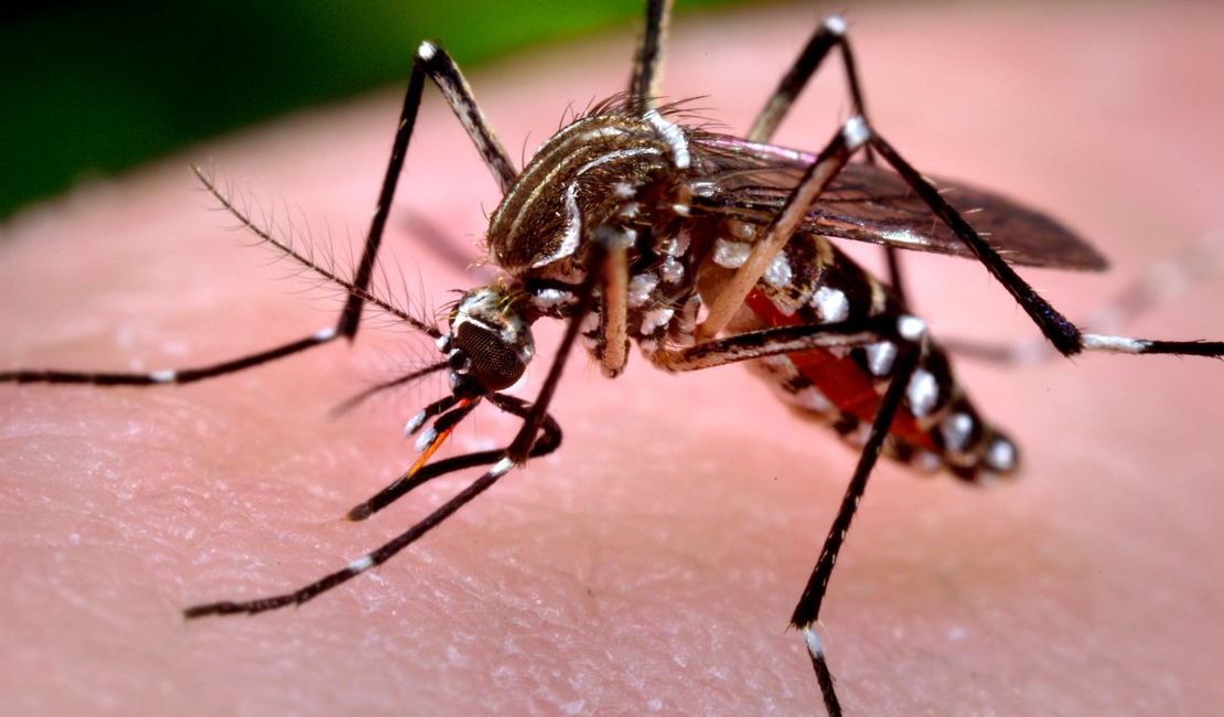 Cosems sedia reunião para traçar estratégias de combate ao Aedes em Alagoas