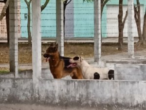 Cães de grande porte invadem residência, atacam moradora e matam animais domésticos